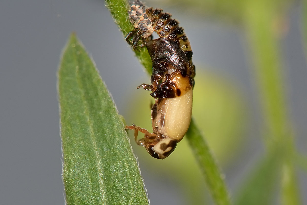 Metamorfosi di Hippodamia variegata, Coccinellidae